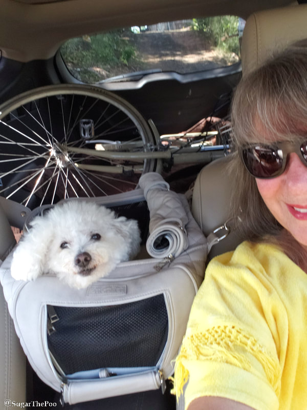 Sugar The Poo Cute Maltipoo Puppy Dog sitting relaxing in car with bike 