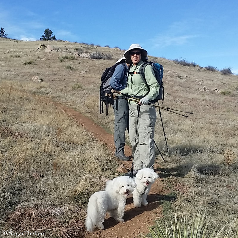 Sugar The Poo Cute Maltipoo Puppy Dogs on hike with hikers 