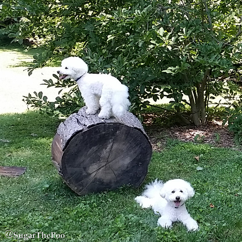 Sugar The Poo Cute Maltipoo Puppy Dogs one laying in grass and one standing on big round log 