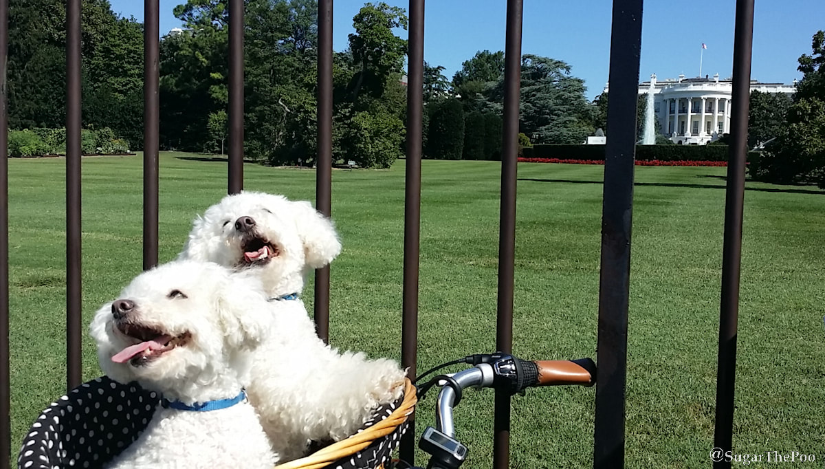 Sugar The Poo Cute Maltipoo Puppy Dogs smiling in bike basket by The White House