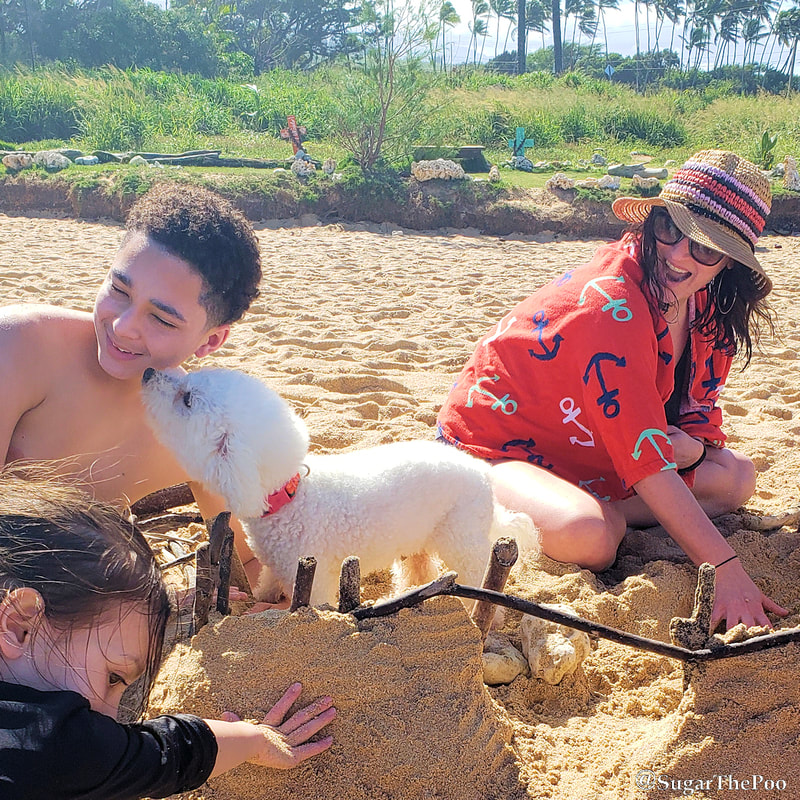 Sugar The Poo Cute Maltipoo Puppy Dog with family building sand castle on Hawaii beach