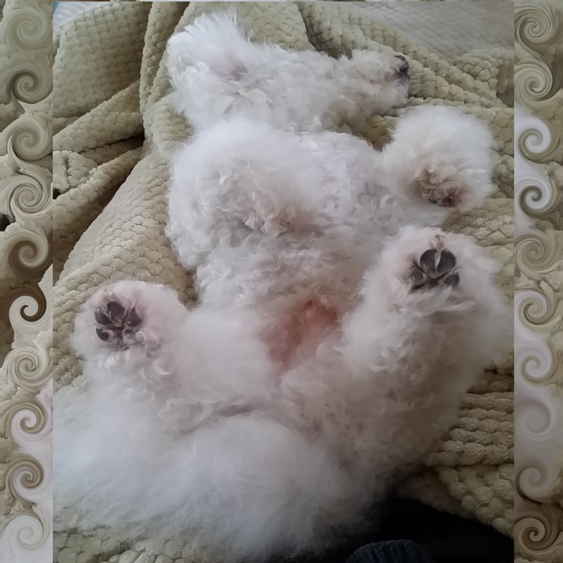 Sugar The Poo Cute Fluffy Maltipoo Puppy Dog laying on back asleep