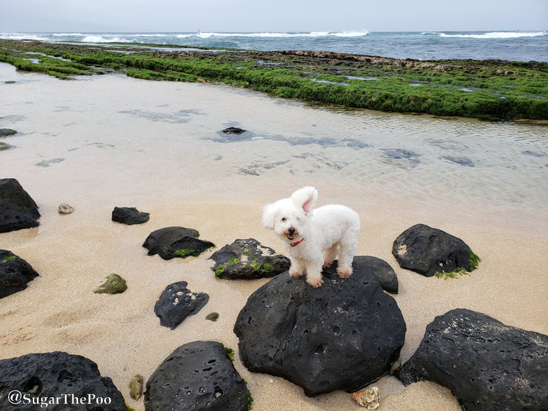 Sugar The Poo Cute Maltipoo Puppy Dog standing on boulder at Hawaii beach