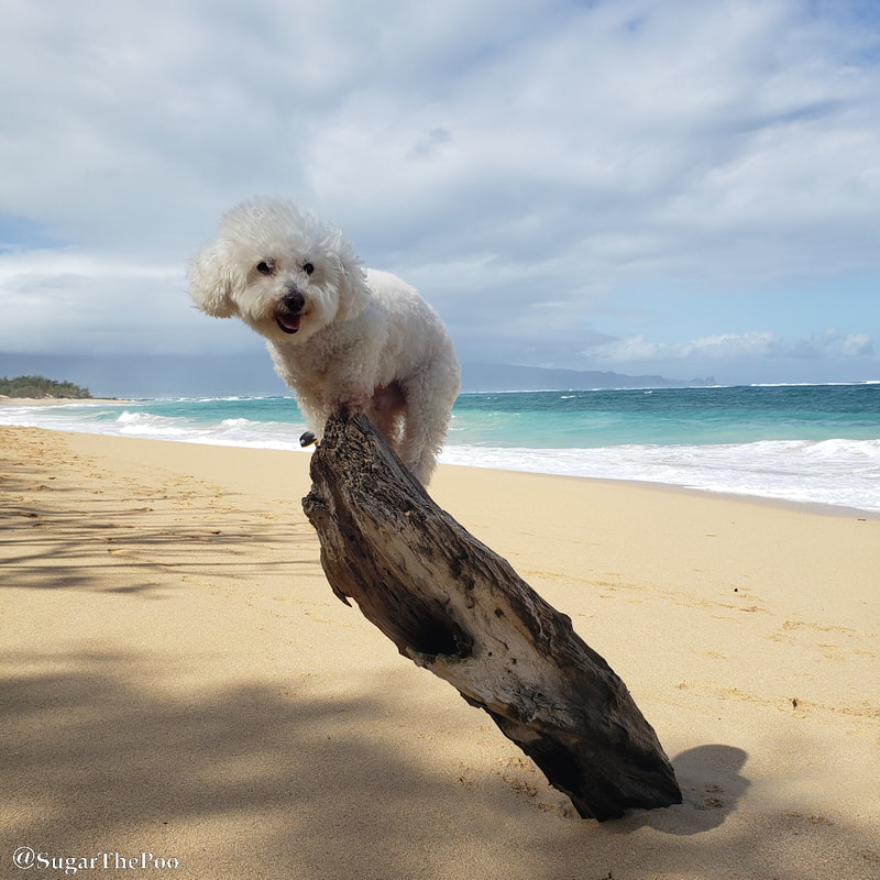 Sugar The Poo Cute Maltipoo Puppy Dog perched at top of dead tree trunk at Hawaii beach