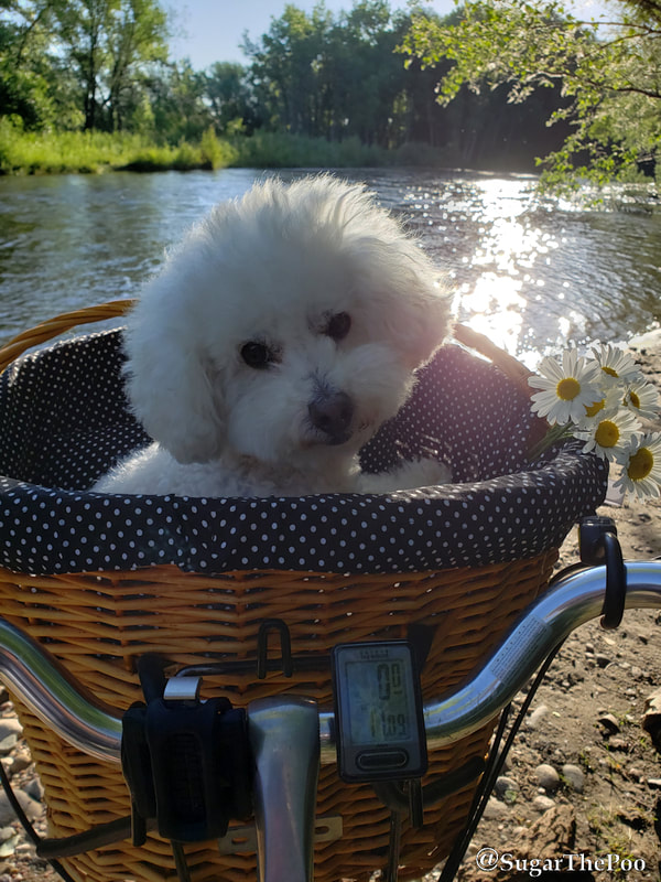 Sugar The Poo Cute Maltipoo Puppy Dog in bike basket with daisies at sunrise on river