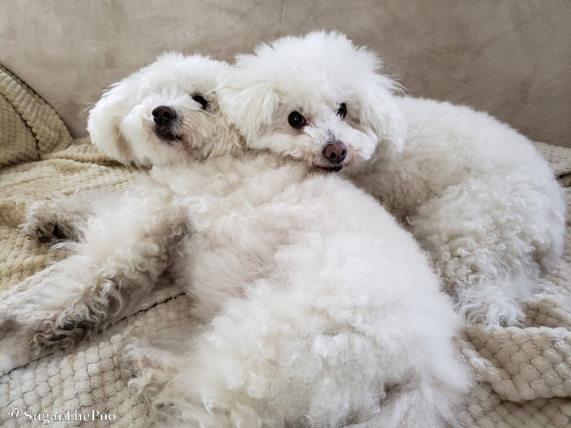 Sugar The Poo Cute Maltipoo Puppy Dogs resting with one's head on the other