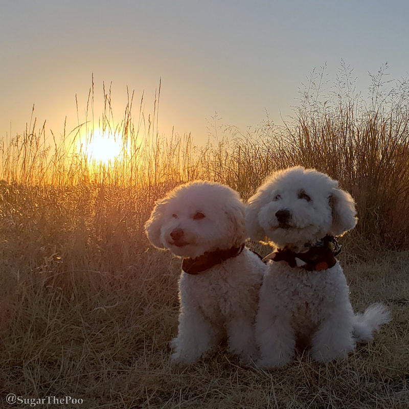 Sugar The Poo Cute Maltipoo Puppy Dogs sitting at sunrise in winter