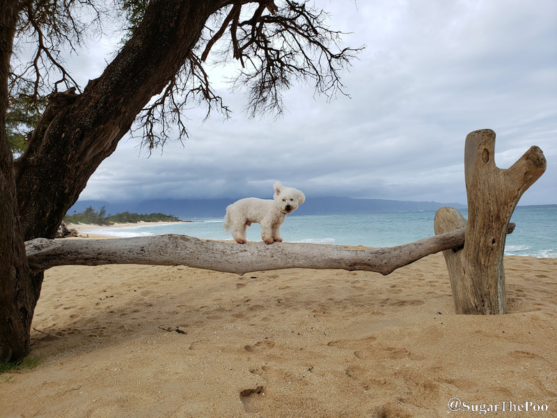 Sugar The Poo Cute Maltipoo Puppy Dog standing on suspended log at Hawaii beach