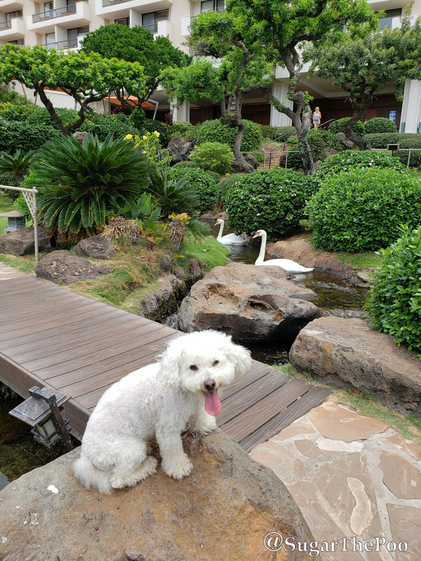 Sugar The Poo Cute Maltipoo Puppy Dog  at Hawaii beach resort Asian garden with swans