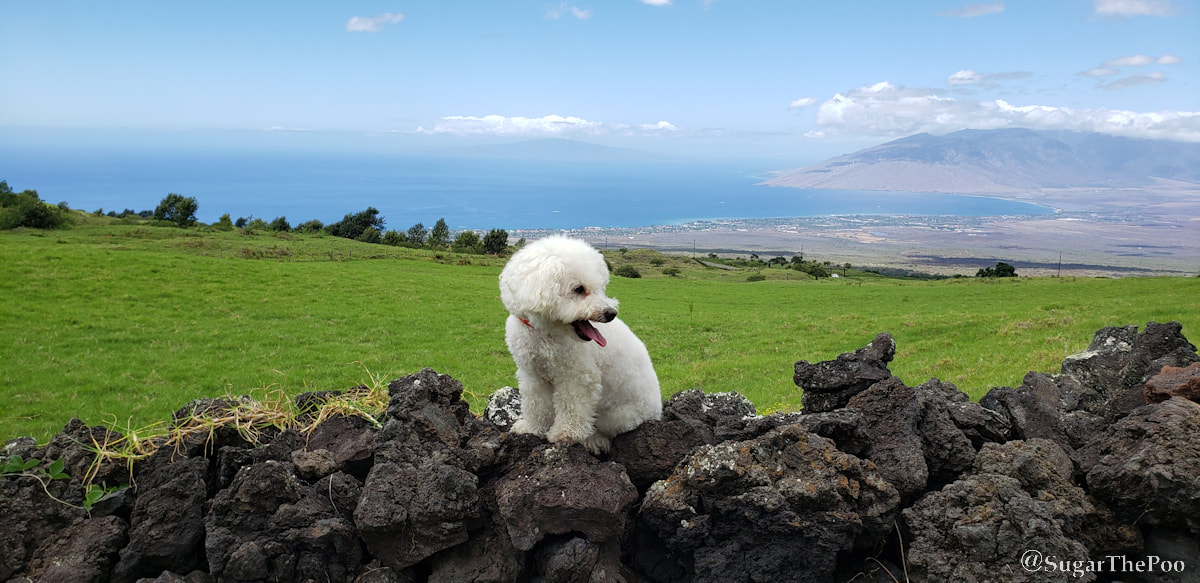Sugar The Poo Cute Maltipoo Puppy Dog sitting on rock wall in front of panoramic view of Maui Hawaii 