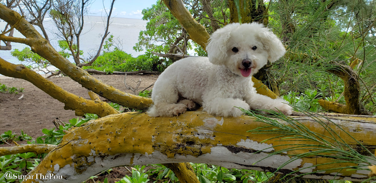 Sugar The Poo Cute Maltipoo Puppy Dog laying on large tree branch at Hawaii beach