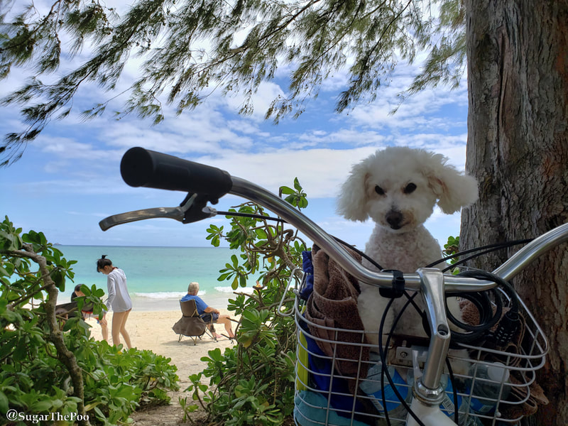 Sugar The Poo Cute Maltipoo Puppy Dog in bike basket at Hawaii beach