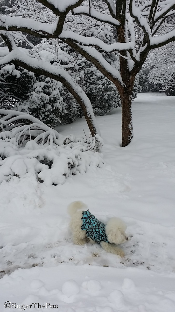 Sugar The Poo Cute Maltipoo Puppy Dog in snow doing Downward Dog Yoga Pose