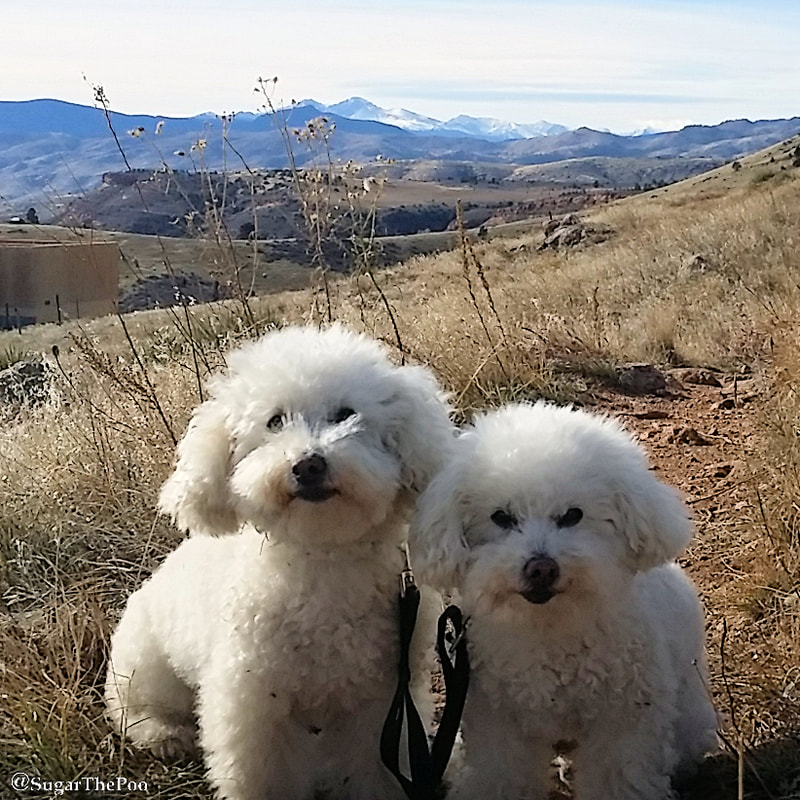 Sugar The Poo Cute Maltipoo Puppy Dogs sitting together on Rocky Mountain trail 