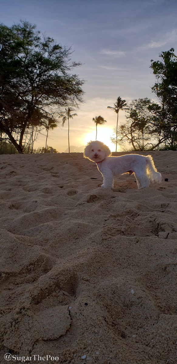 Sugar The Poo Cute Maltipoo Puppy Dog standing illuminated by sunrise at Hawaii beach