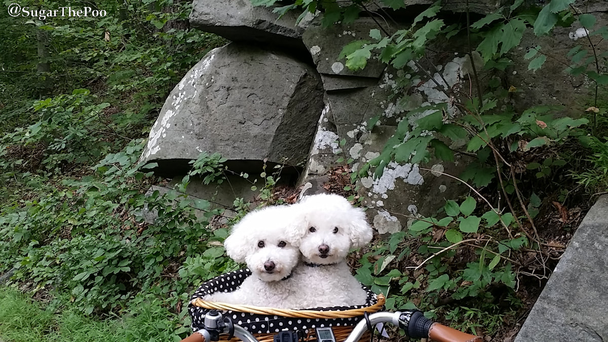 Sugar The Poo Cute Maltipoo Puppy Dogs with teddy bear faces in bike basket by granite cliff