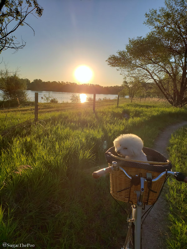 Sugar The Poo Cute Maltipoo Puppy Dog in bike basket watching huge sunrise