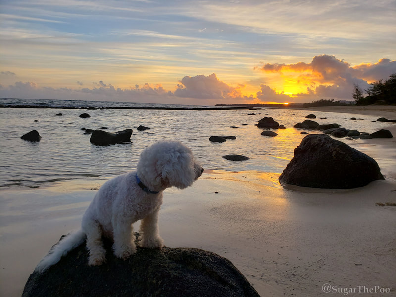 Sugar The Poo cute maltipoo puppy dog on rock at beach watching first ray of sunrise