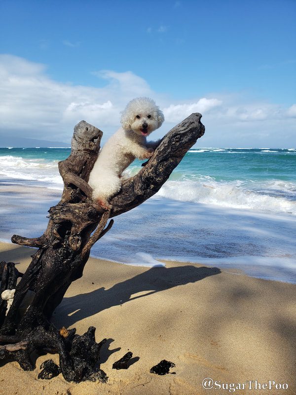 Sugar The Poo Cute Maltipoo Puppy Dog in dead tree at Maui Hawaii beach