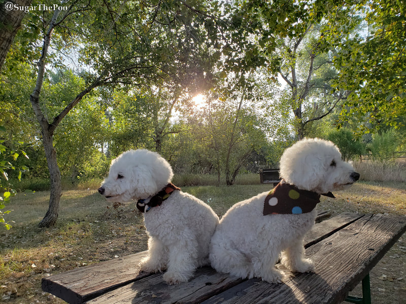 Sugar The Poo Cute Maltipoo Puppy Dogs sitting back to back on picnic table