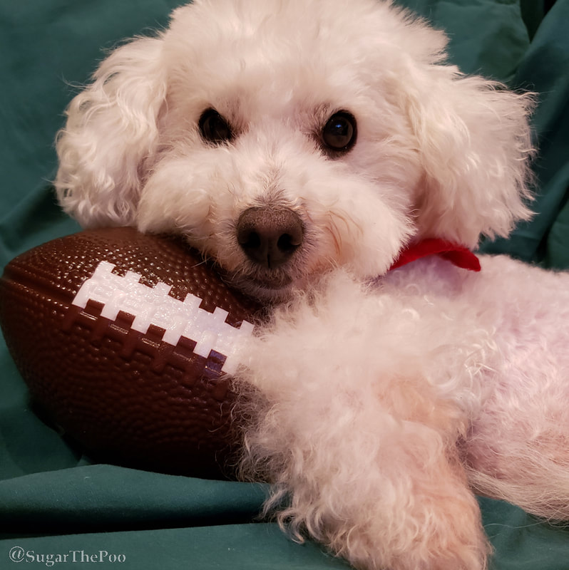 Sugar The Poo Cute Maltipoo Puppy Dog closeup cuddling football
