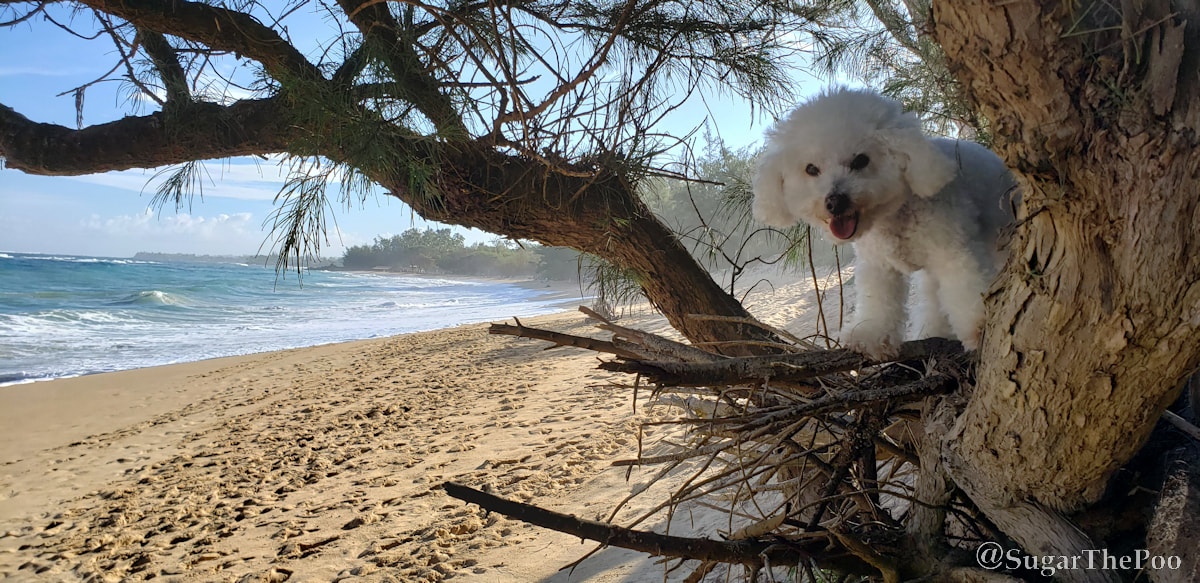 Sugar The Poo Cute Maltipoo Puppy Dog in tree at Maui Hawaii beach