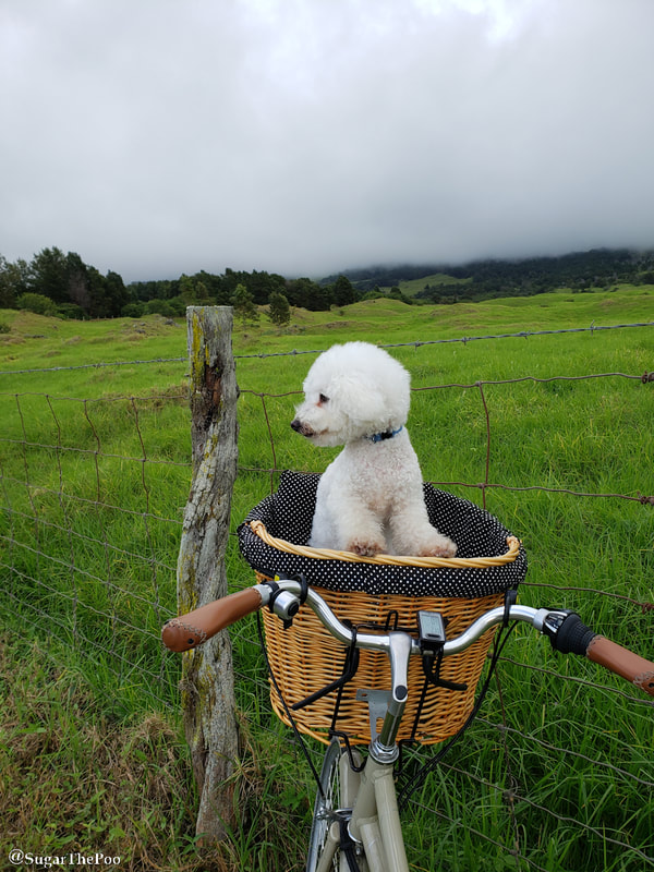 Sugar The Poo Cute Maltipoo Puppy Dog standing in bike basket by green field upcountry Maui, Mount Haleakala, Hawaii 