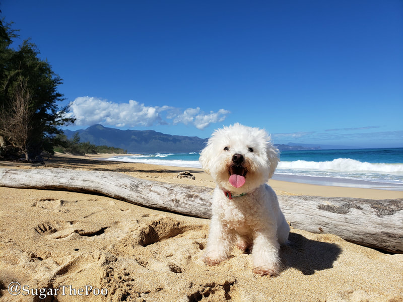 Sugar The Poo Cute Maltipoo Puppy Dog  at Maui Hawaii beach