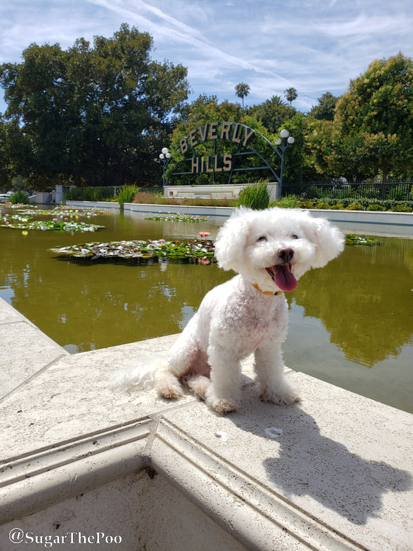 Sugar The Poo Cute Maltipoo Puppy Dog smiling at Beverly Hills Gardens Park 