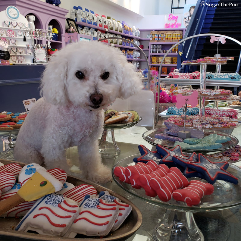 Sugar The Poo Cute Maltipoo Puppy Dog on table with colorful dog treats at Vanderpump Dog Center