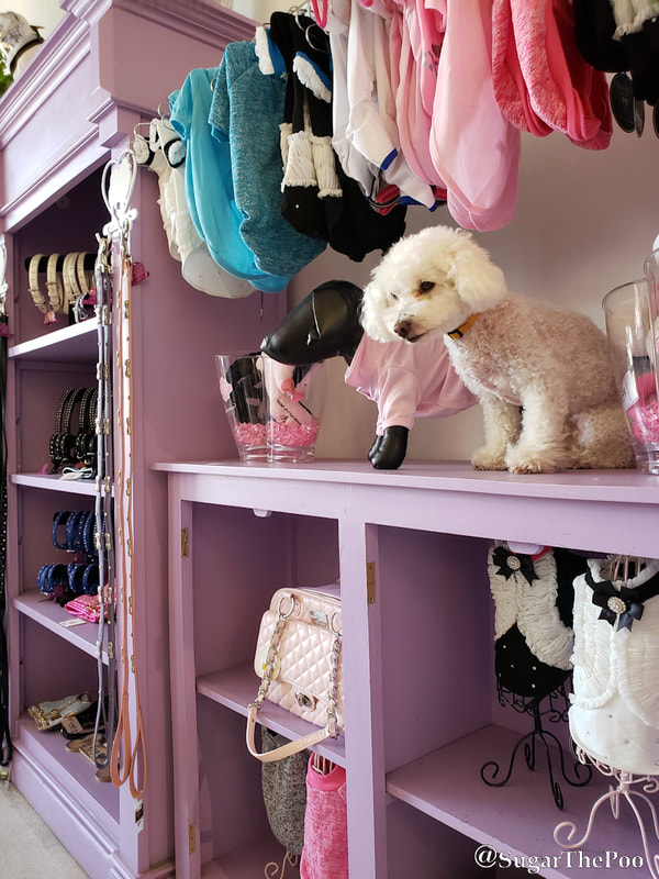 Sugar The Poo Cute Maltipoo Puppy Dog sitting like a mannequin on a shelf with pet products at Vanderpump Dog Center