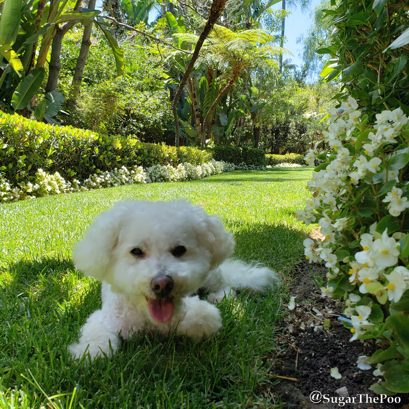 Sugar The Poo Cute Maltipoo Puppy Dog laying in cool green Beverly Hills Hotel Garden