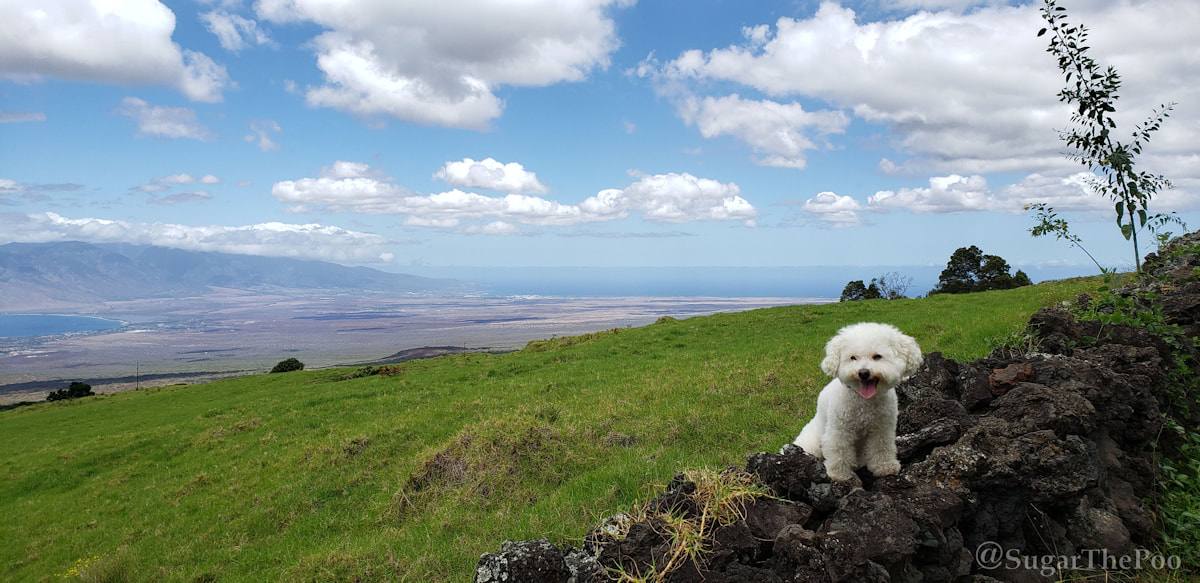 Sugar The Poo cute maltipoo puppy dog on Oprah Winfrey's rock wall looking at view of Maui