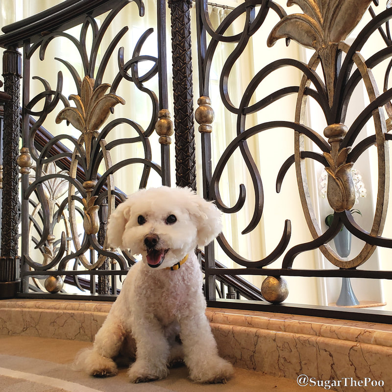 Sugar The Poo Cute Maltipoo Puppy Dog smiling sitting by artistic wrought iron staircase at Beverly Hills Hotel