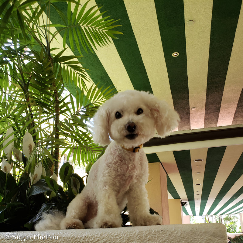 Sugar The Poo Cute Maltipoo Puppy Dog with striped green and white ceiling at Beverly Hills Hotel