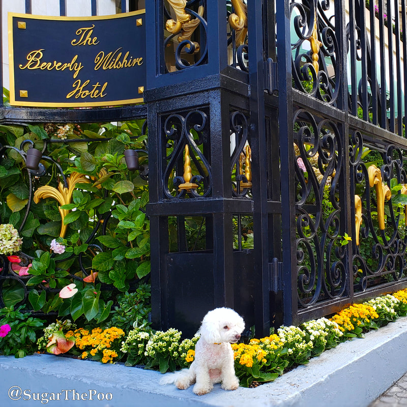 Sugar The Poo Cute Maltipoo Puppy Dog at Pretty Woman Movie Location, Beverly Wilshire Hotel