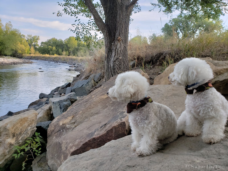 Sugar The Poo cute maltipoo puppy dogs reverie on river bank