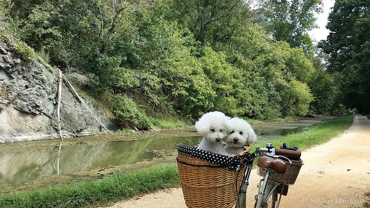 Sugar The Poo cute maltipoo puppy dogs in bike basket C and O Canal towpath