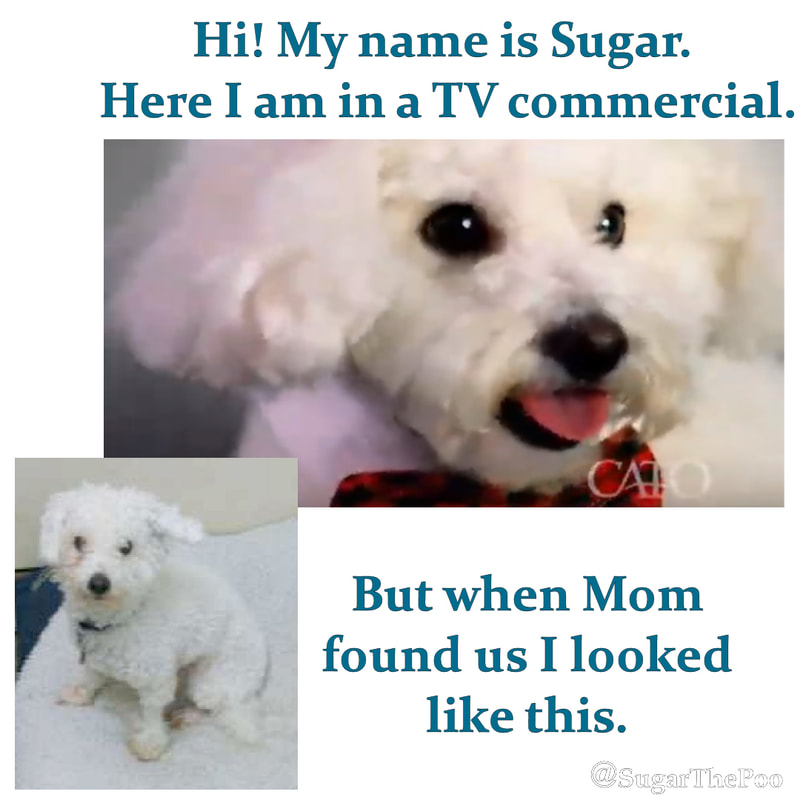 Sugar The Poo maltipoo puppy dog before and after being adopted from Humane Society