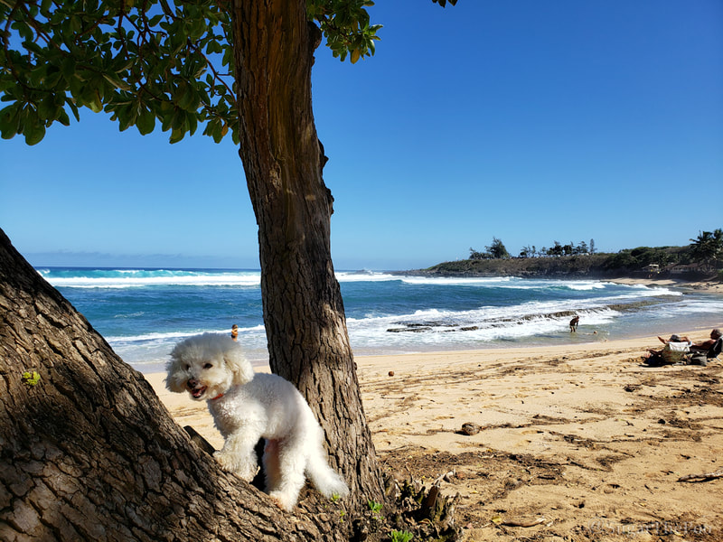 Sugar The Poo cute maltipoo puppy dog in tree at beach