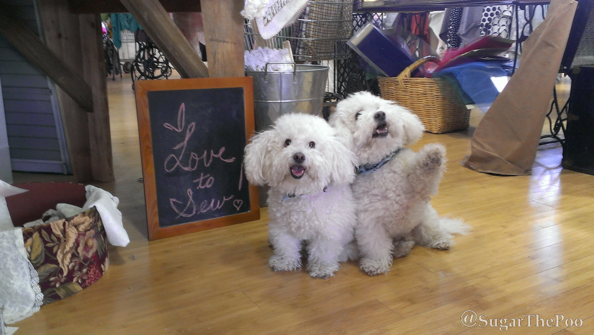 Sugar The Poo cute maltipoo puppy dogs in fabric store wave at camera 