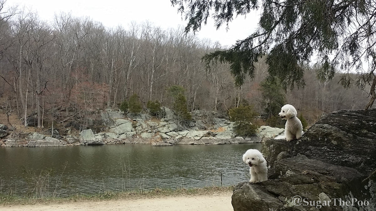 Sugar The Poo cute maltipoo puppy dogs on rocky ledges looking at wide water