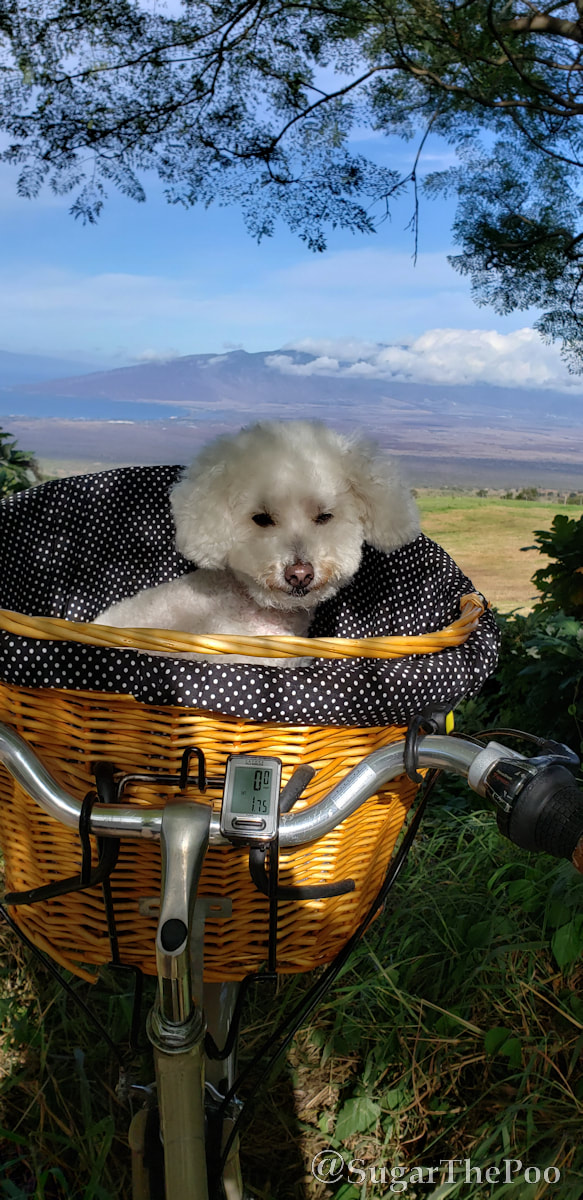 Sugar The Poo cute maltipoo puppy dog in bike basket with big view of Maui