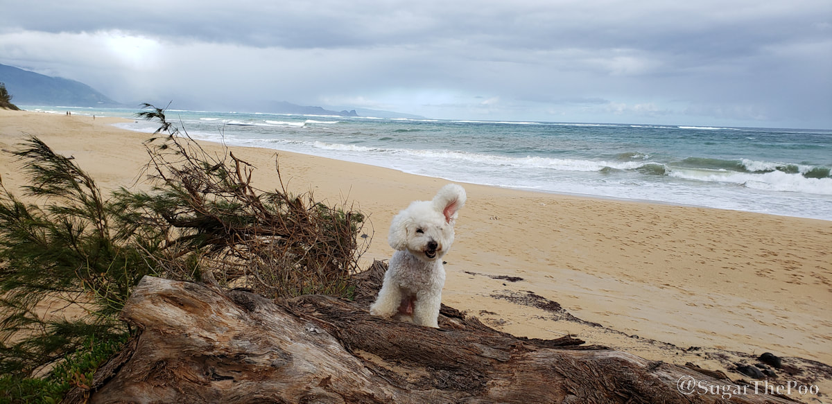 Sugar The Poo cute maltipoo puppy dog at beach with ear blowing up in wind 