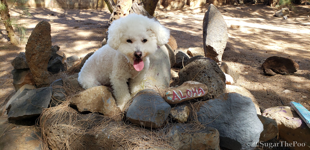Sugar The Poo cute maltipoo puppy dog with rocks that say Aloha