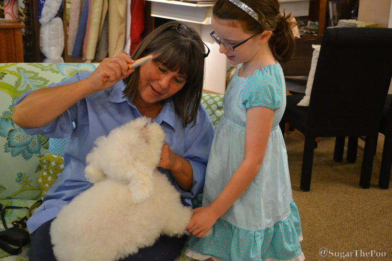 Sugar The Poo cute maltipoo puppy dog grooming for TV commercial with young fan