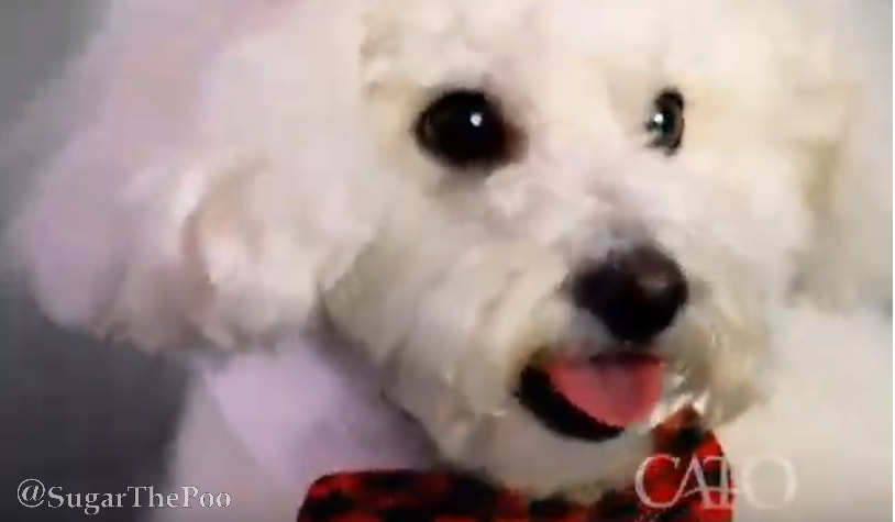 Sugar The Poo maltipoo puppy dog in Cato Fashions TV commercial