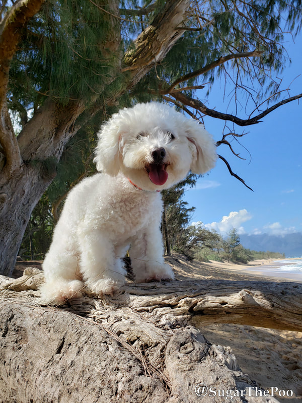Sugar The Poo cute maltipoo puppy dog smiling on large tree limb at beach