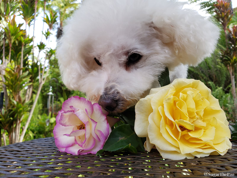 Sugar The Poo cute maltipoo puppy dog smelling Hawaiian Roses