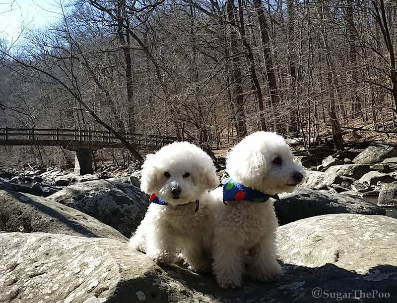 Sugar The Poo cute maltipoo puppy dogs on large rocks at creek